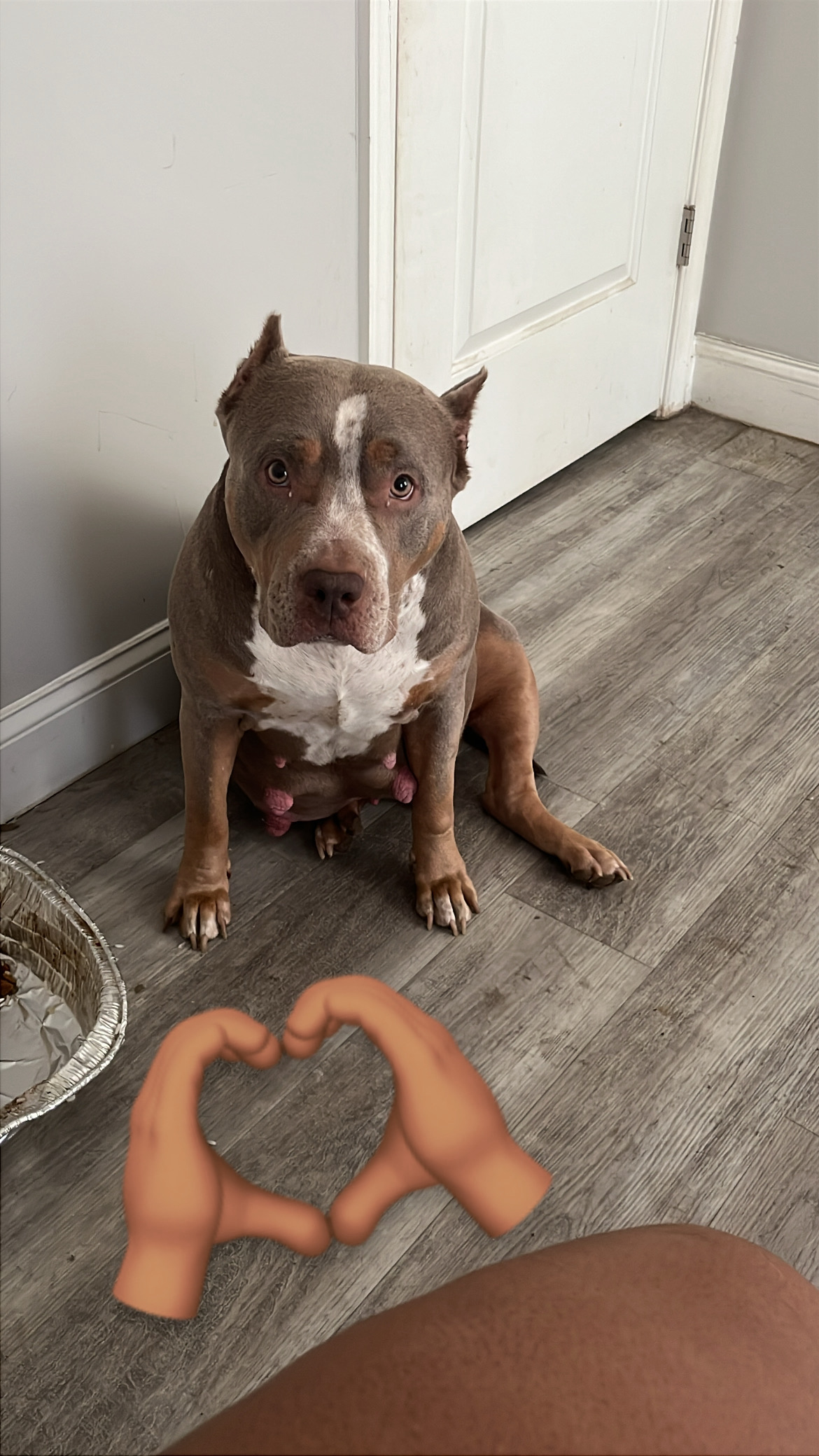 Dog Featured Image