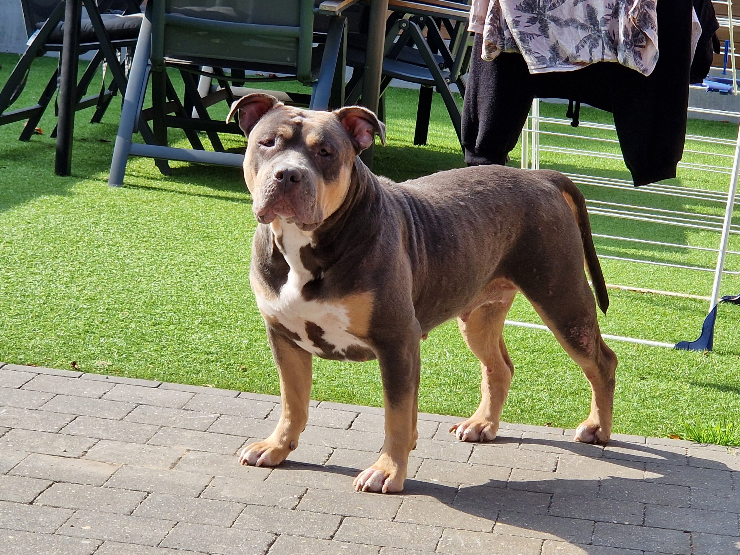 Dog Featured Image