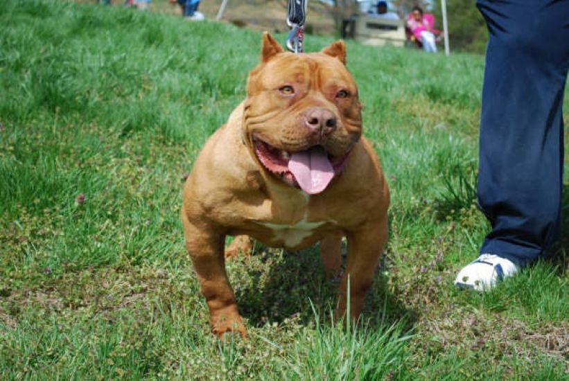 Dog Featured Image