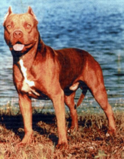 Dog Featured Image