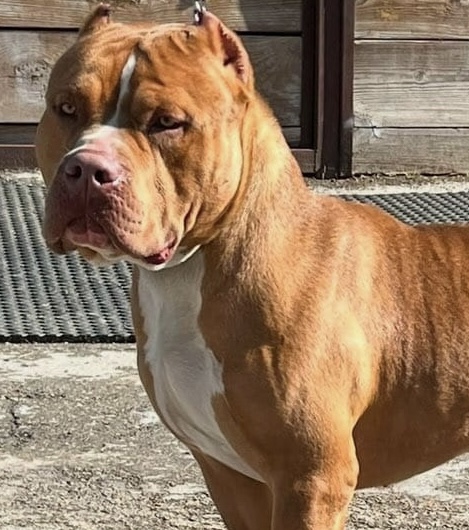 Dog Featured Image