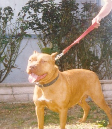 Dog Featured Image