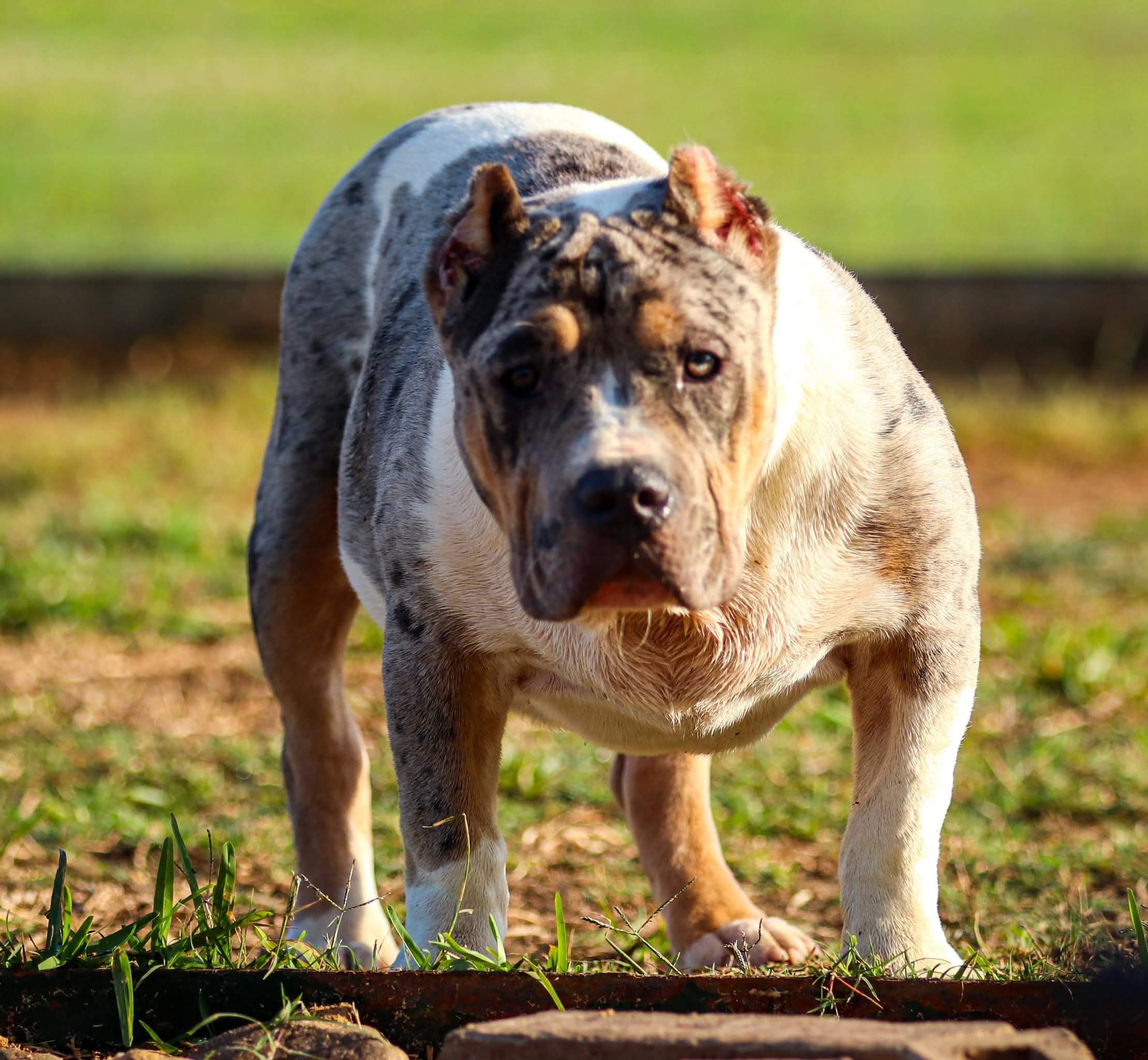 Dog Featured Image