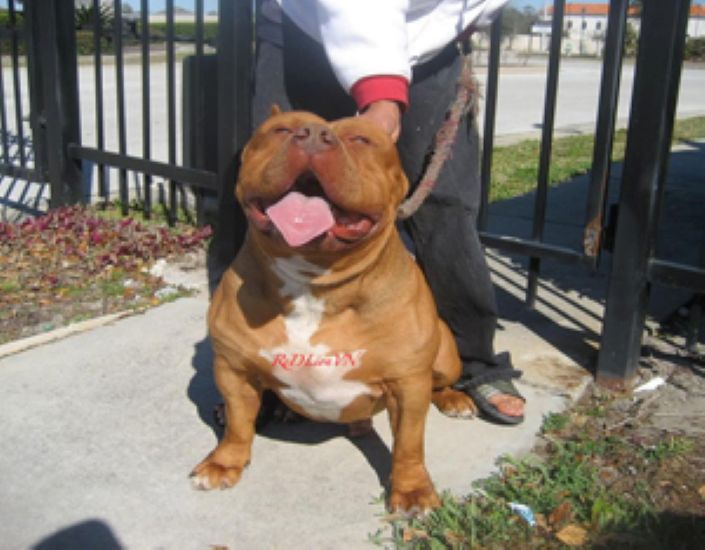 Dog Featured Image