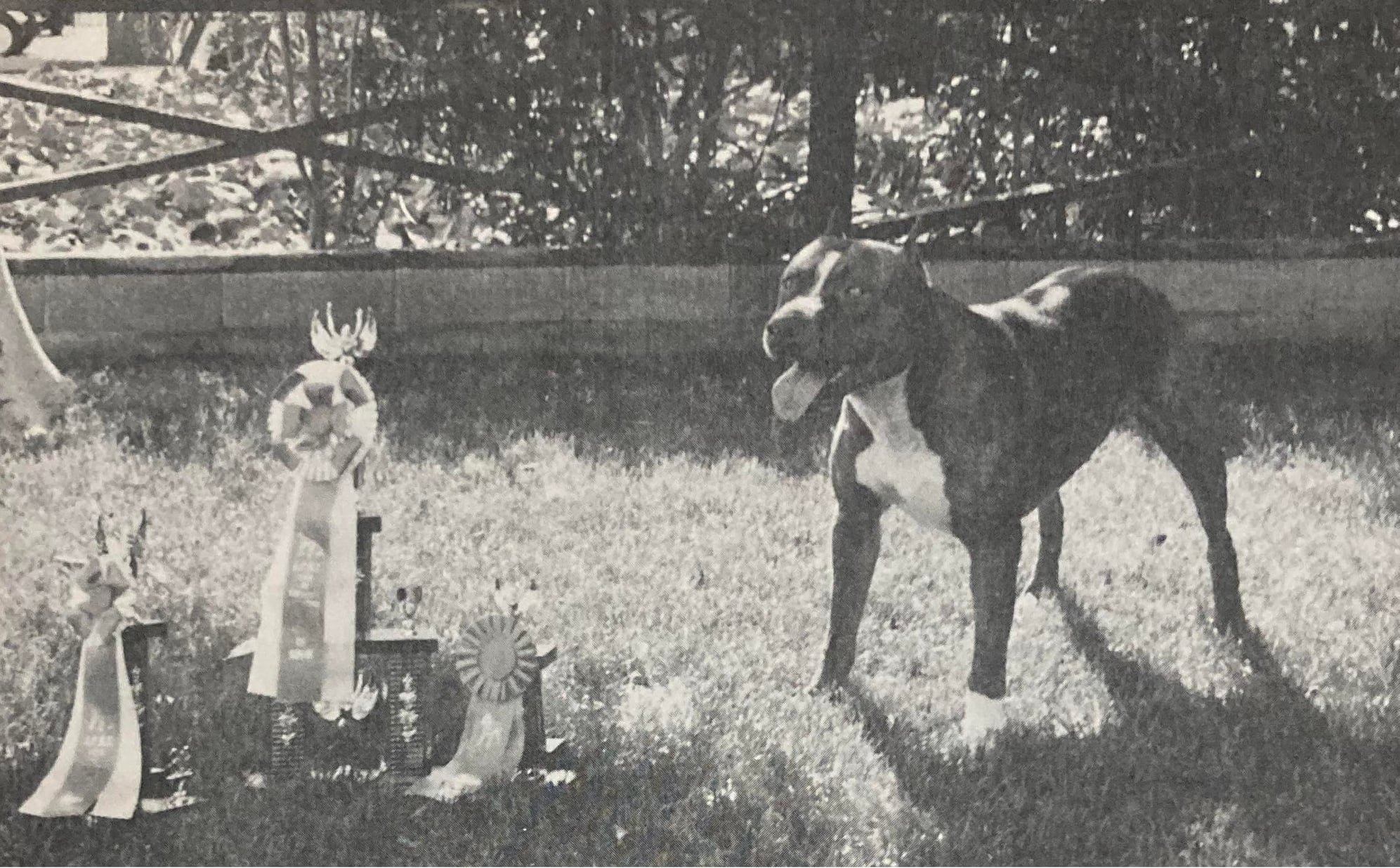 Dog Featured Image