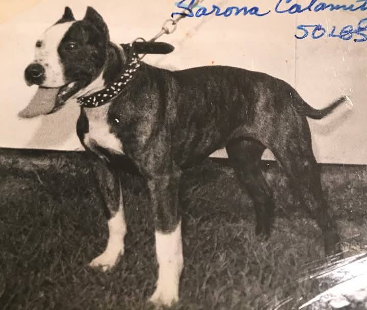 Dog Featured Image