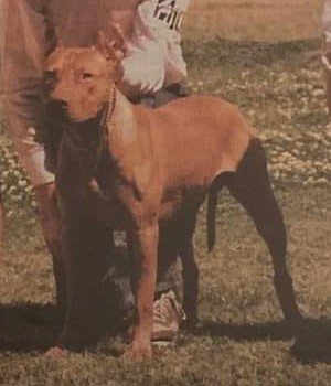 Dog Featured Image