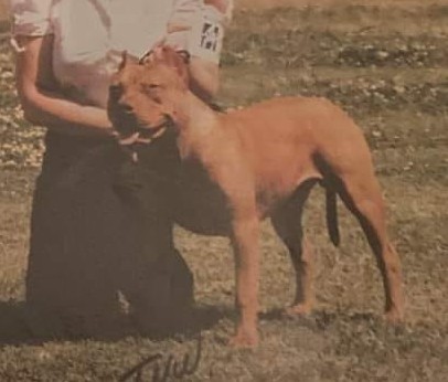 Dog Featured Image