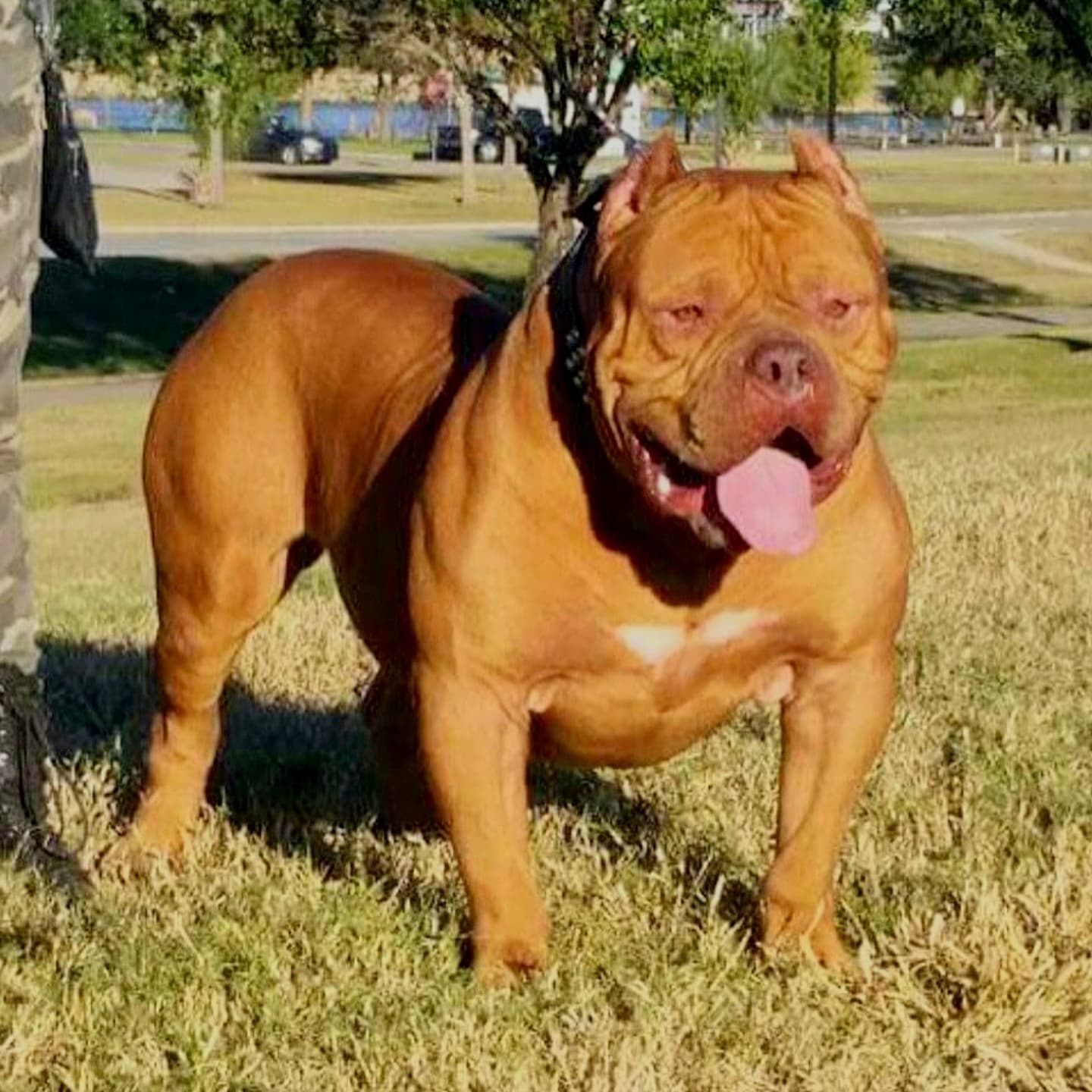 Dog Featured Image