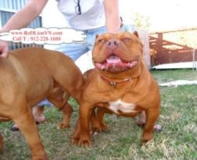 Dog Featured Image