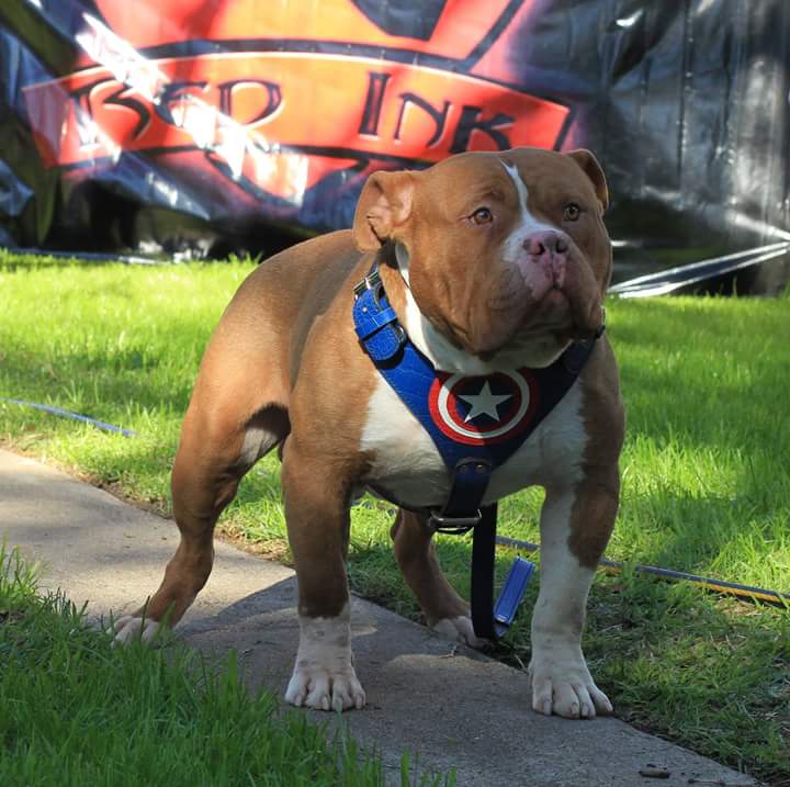 Dog Featured Image