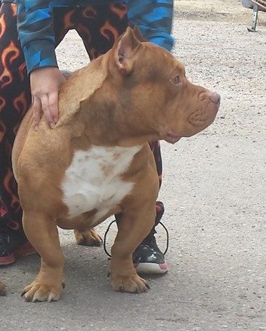 Dog Featured Image