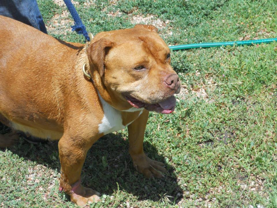 Dog Featured Image