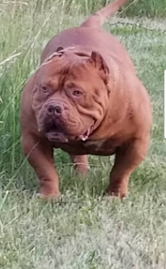 Dog Featured Image
