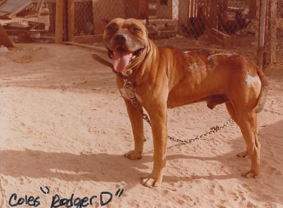 Dog Featured Image