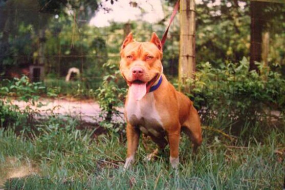Dog Featured Image