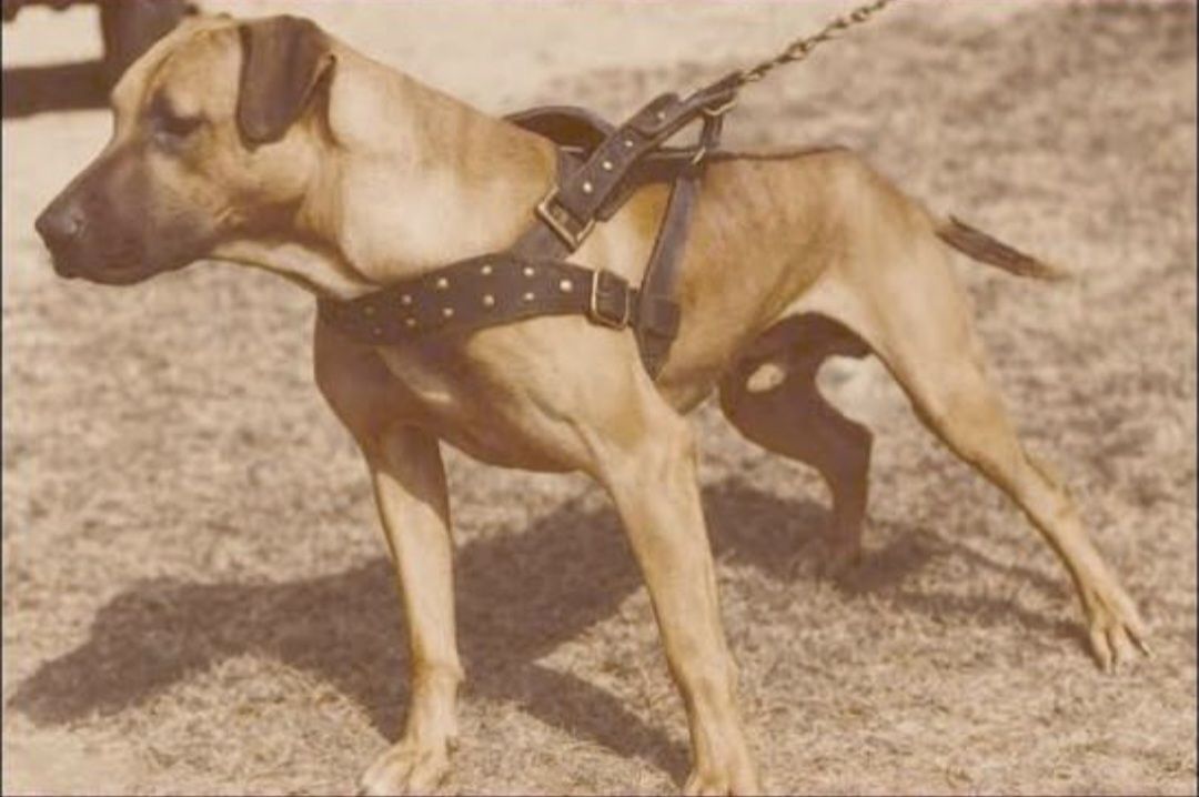 Dog Featured Image