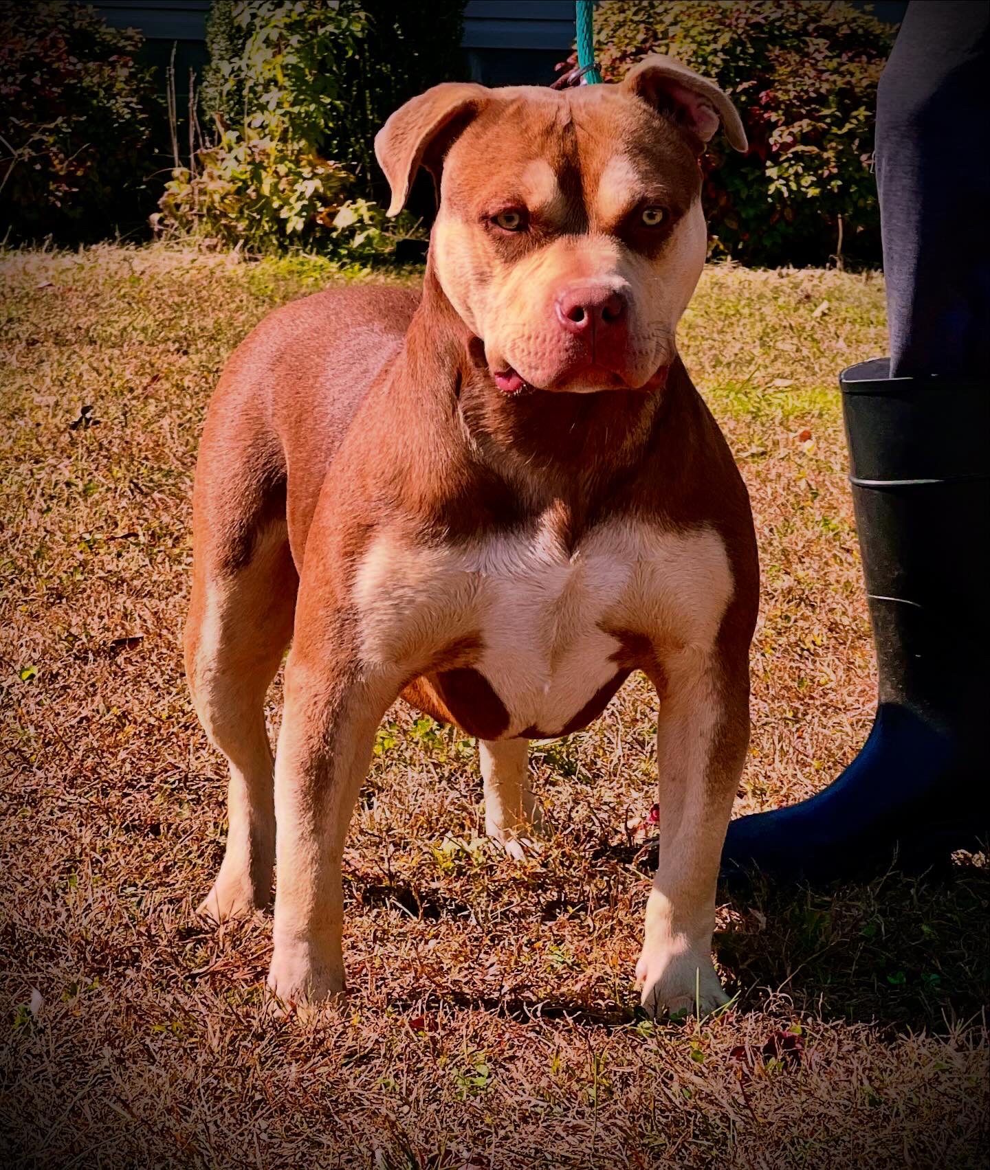 Dog Featured Image