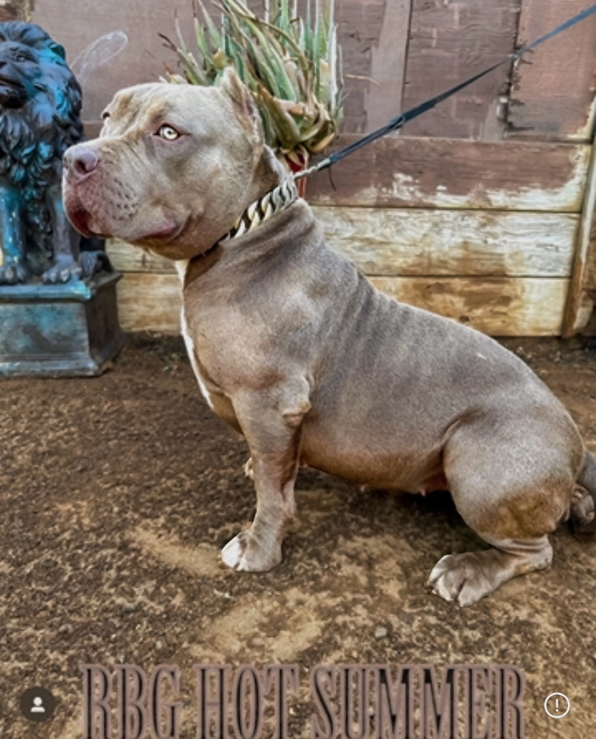 Dog Featured Image