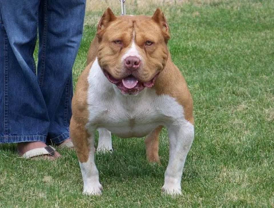 Dog Featured Image