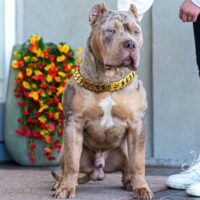 Swag Kennels Gator of Lilac City Bullies