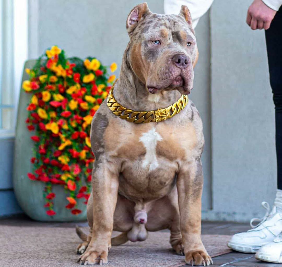 Dog Featured Image