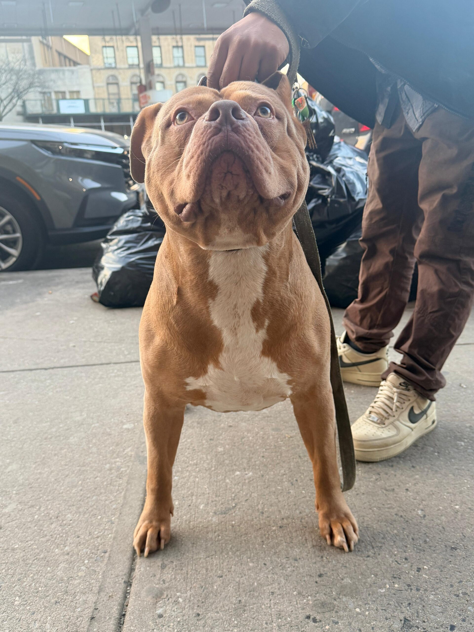 Dog Featured Image
