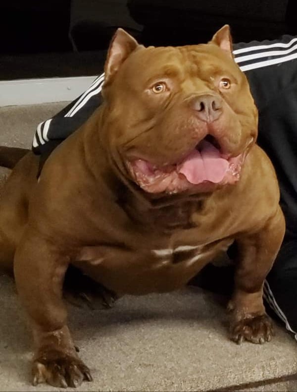 Dog Featured Image