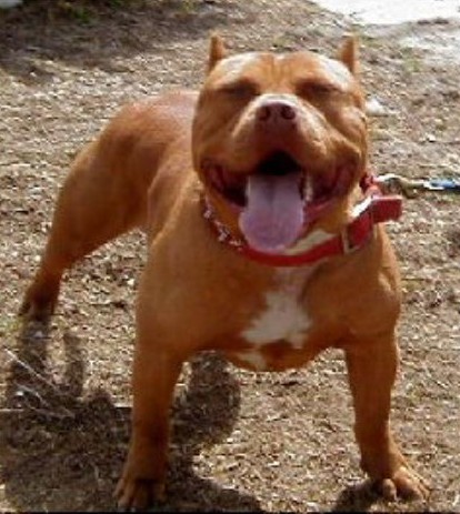 Dog Featured Image