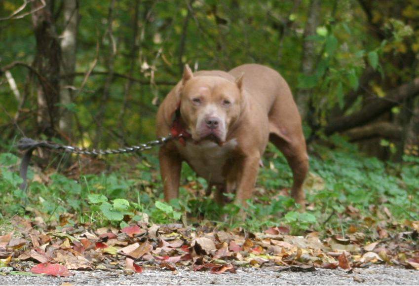 Dog Featured Image