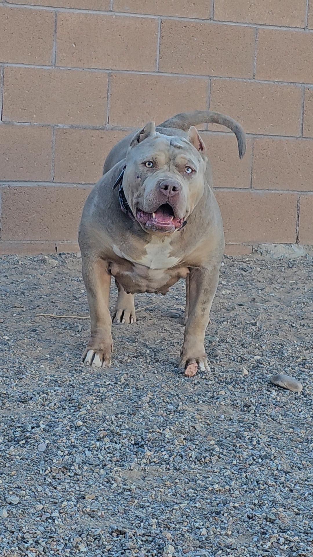 Dog Featured Image