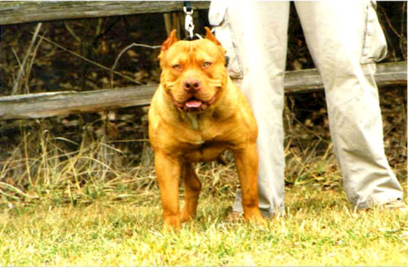 Dog Featured Image