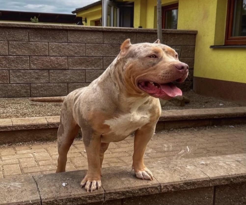Dog Featured Image