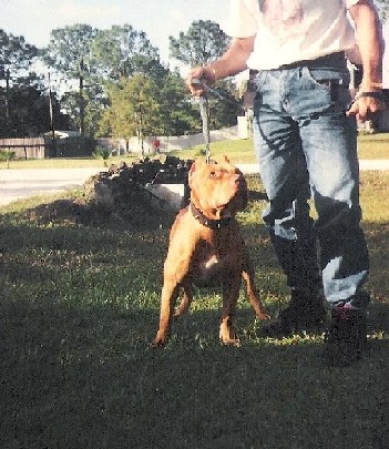 Dog Featured Image