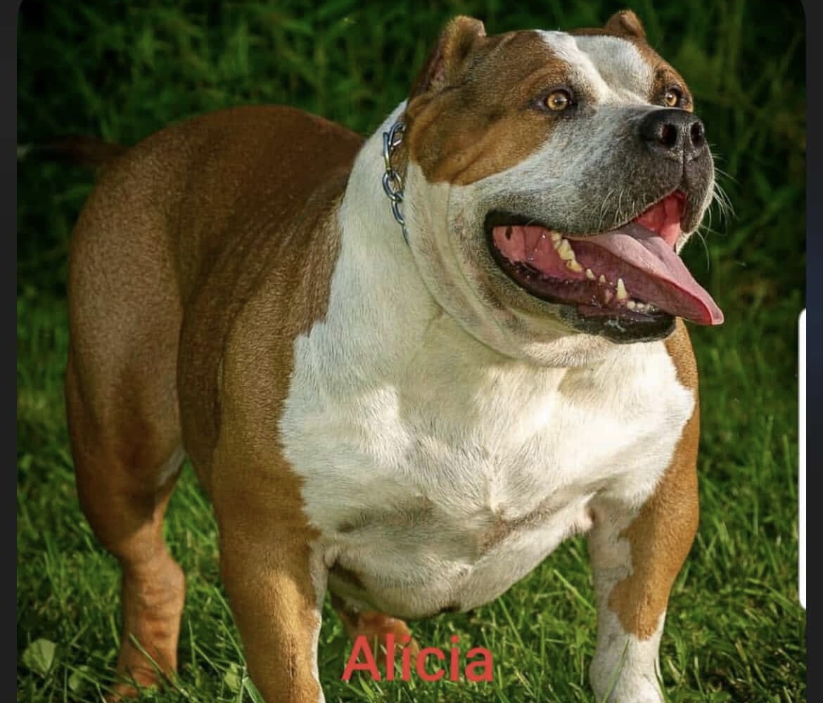 Dog Featured Image