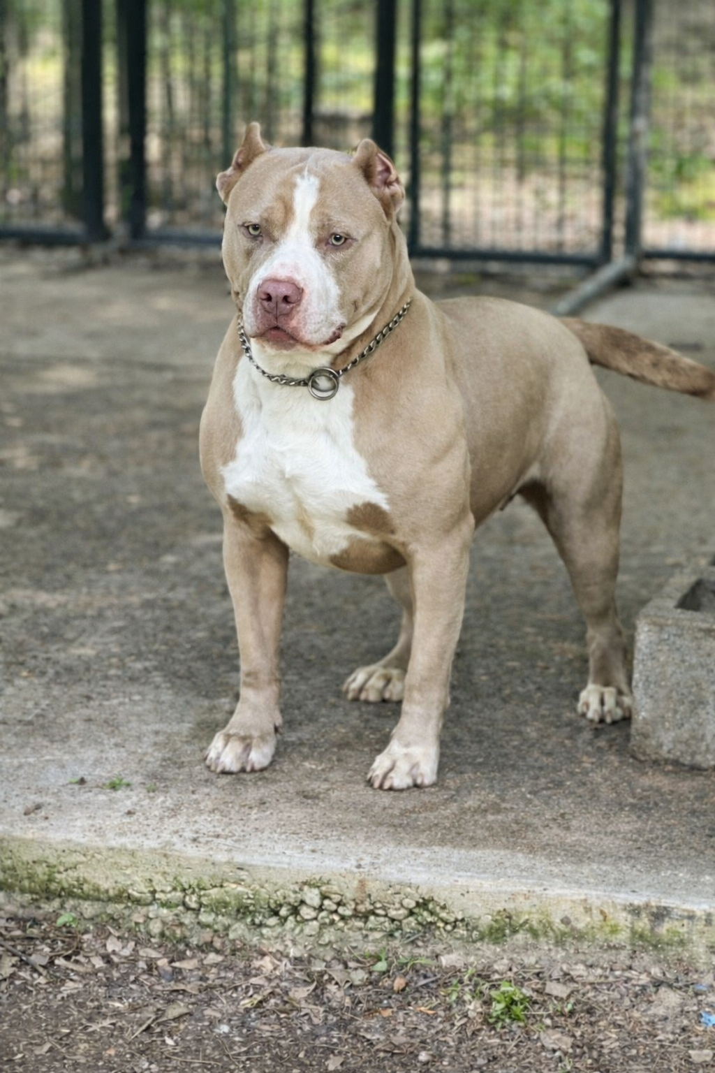 Dog Featured Image