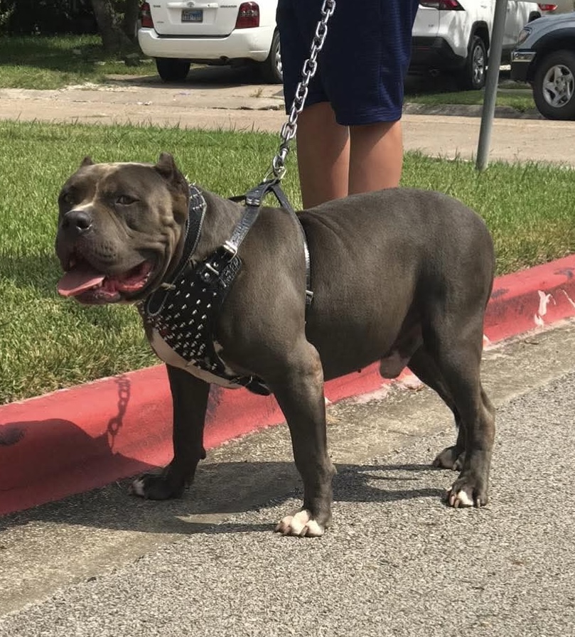 Dog Featured Image