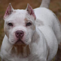 Cashmere’s Gotti