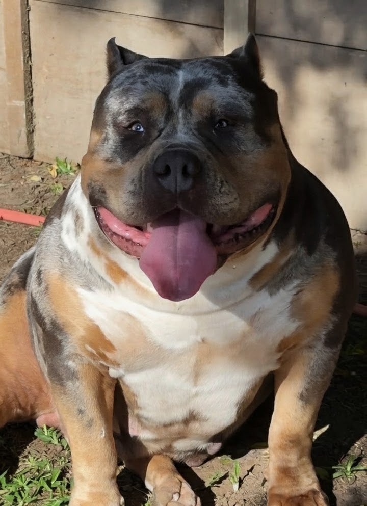 Dog Featured Image