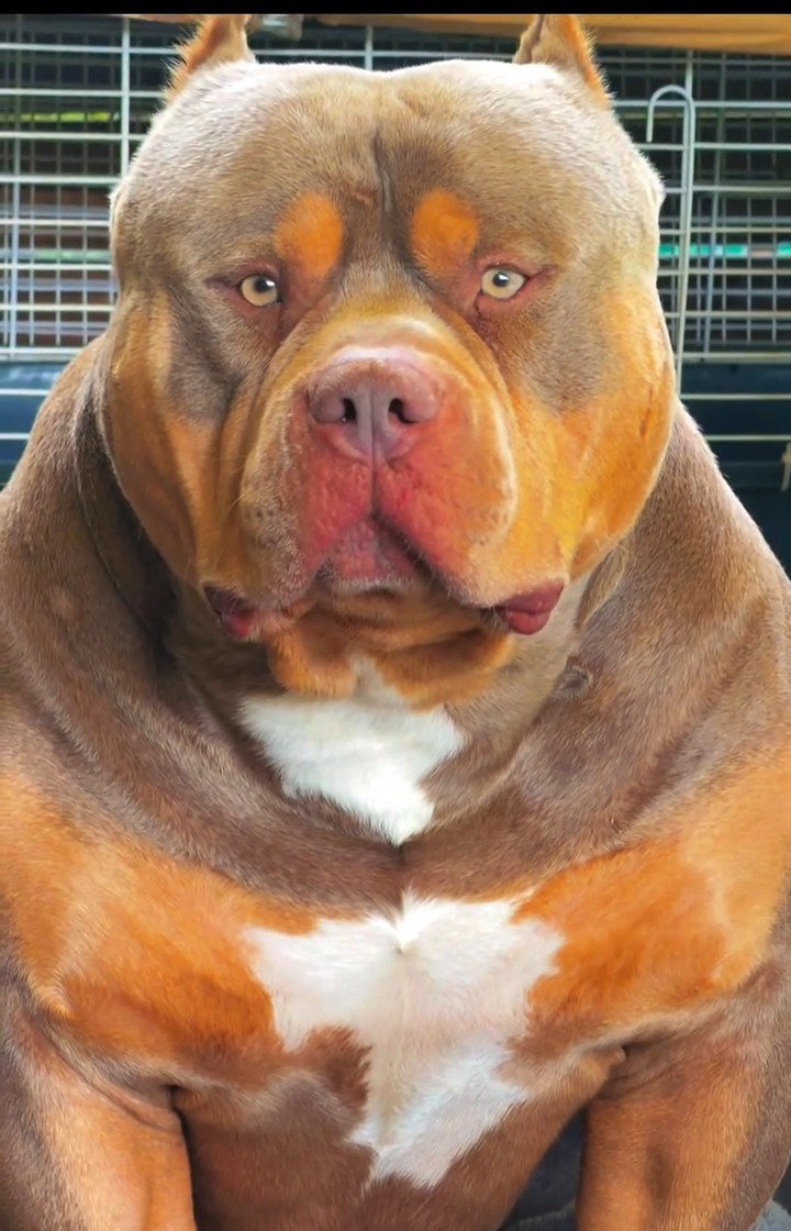 Dog Featured Image
