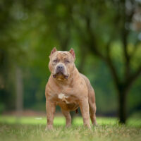 Dog Featured Image