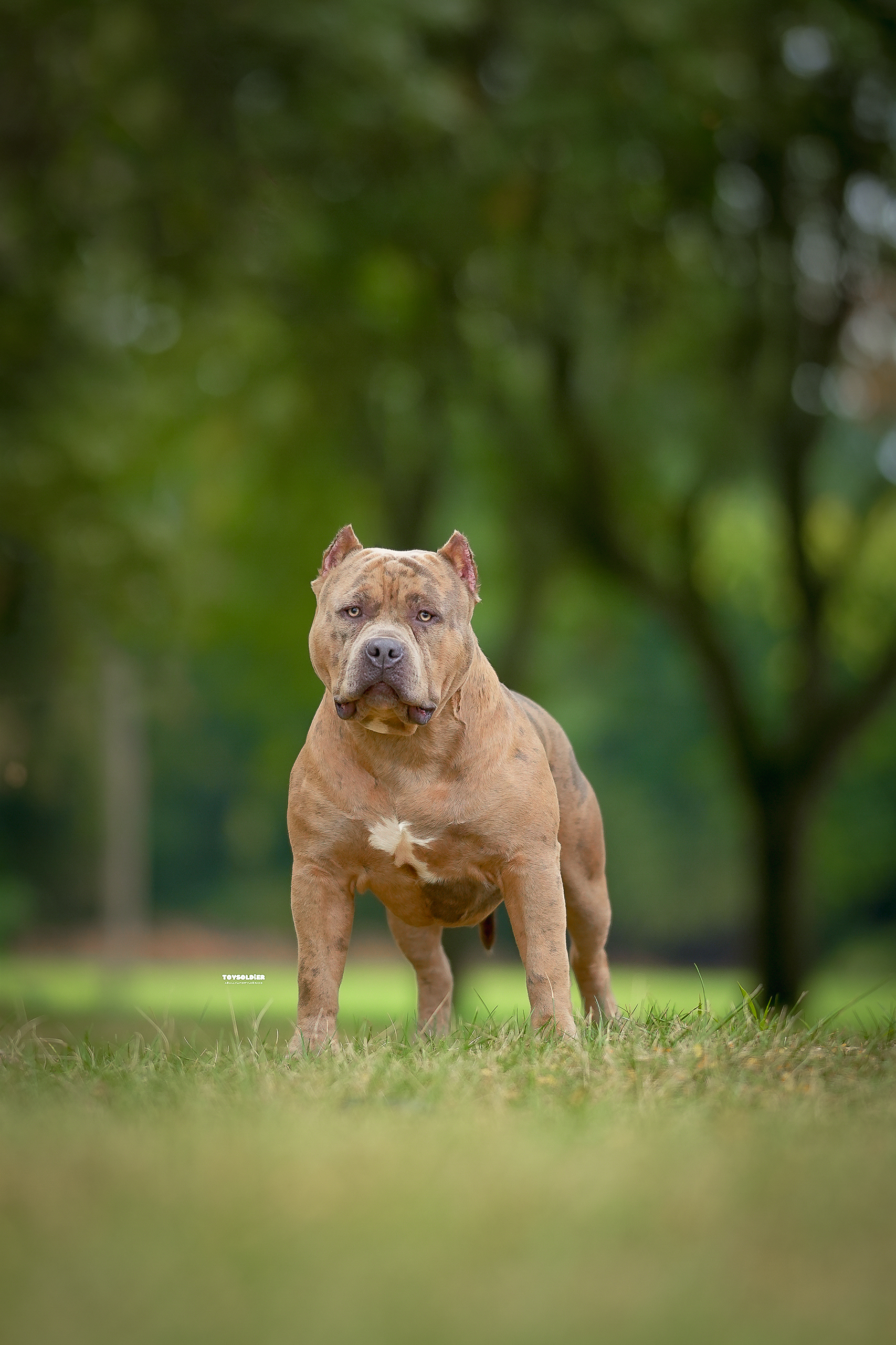 Dog Featured Image