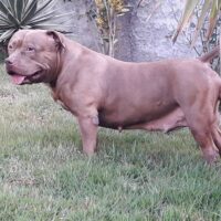 AUDI BULL BASTOS