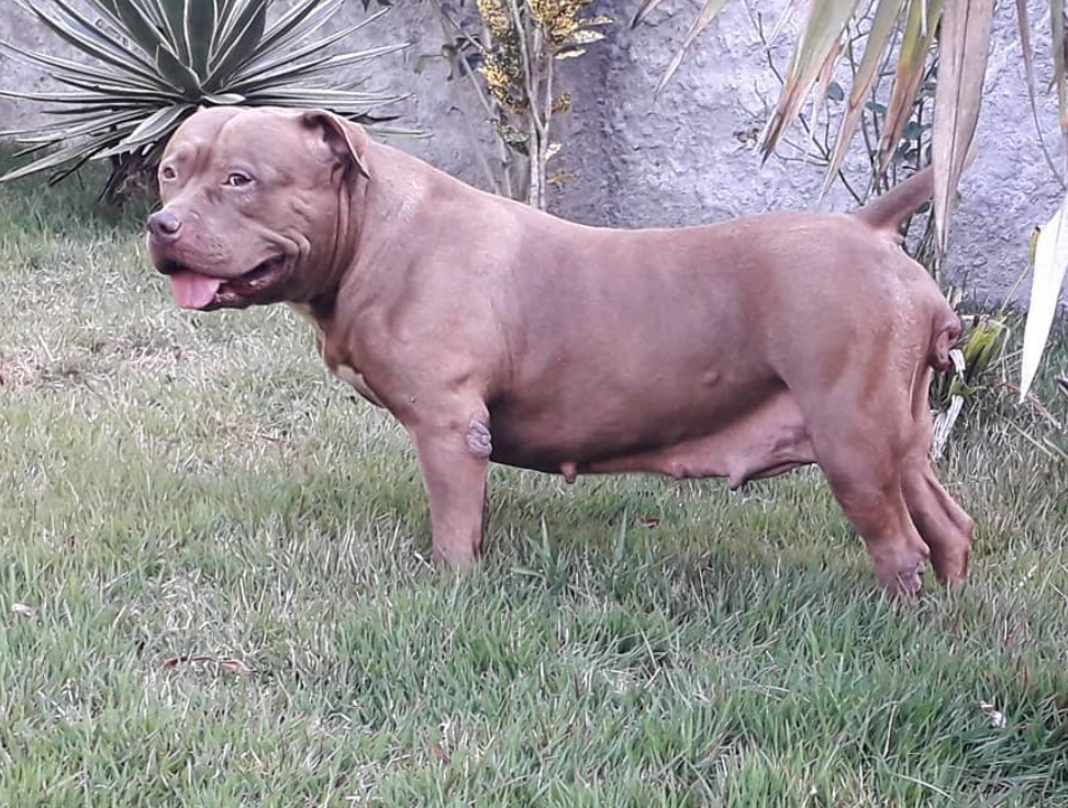 Dog Featured Image