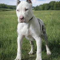 Abramsbullies Yeti
