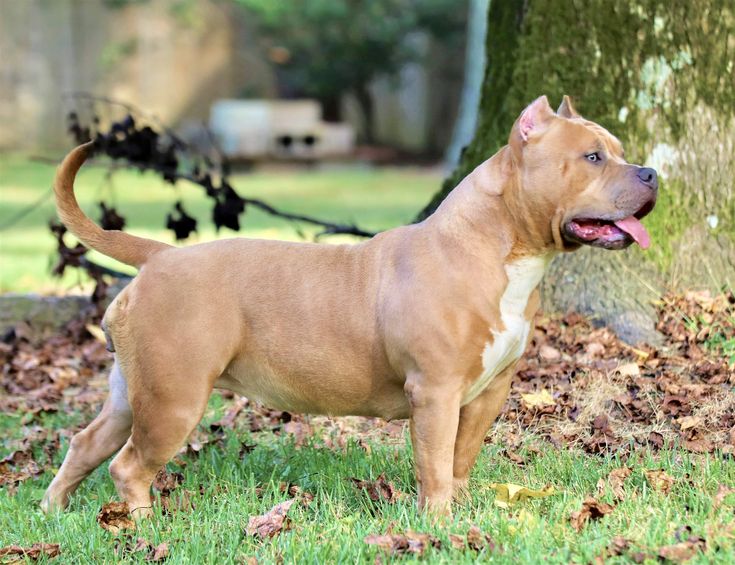 Dog Featured Image