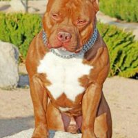 Celebrity Pits Bomoe