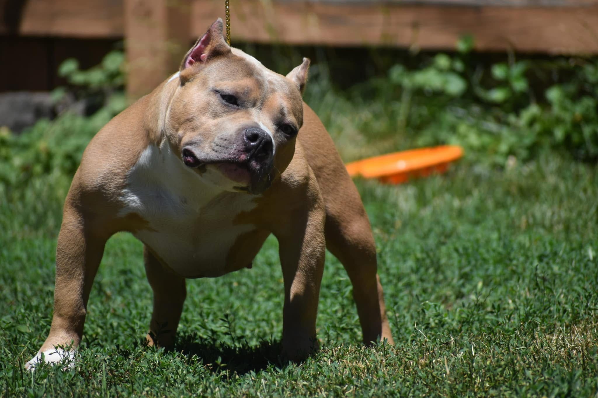 Dog Featured Image