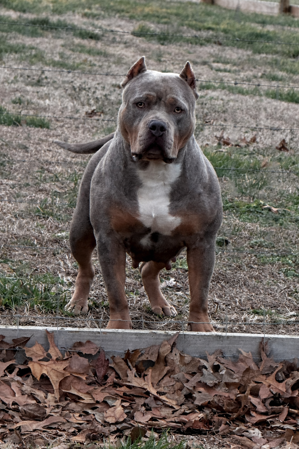 Dog Featured Image