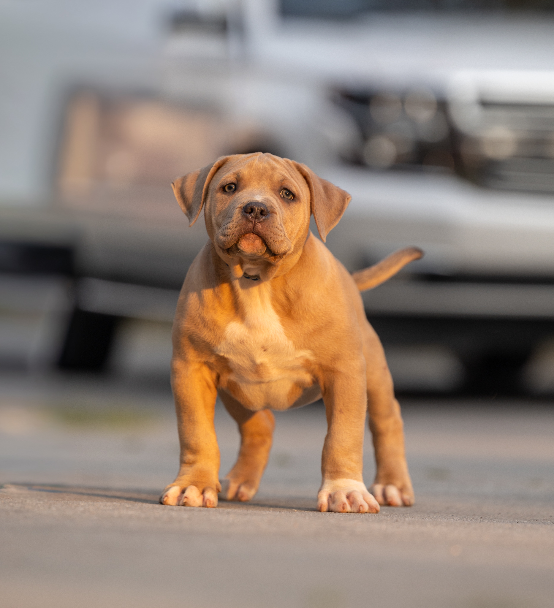Dog Featured Image